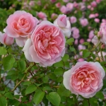 Dames de Chenonceau (Дам де Шенонсо)